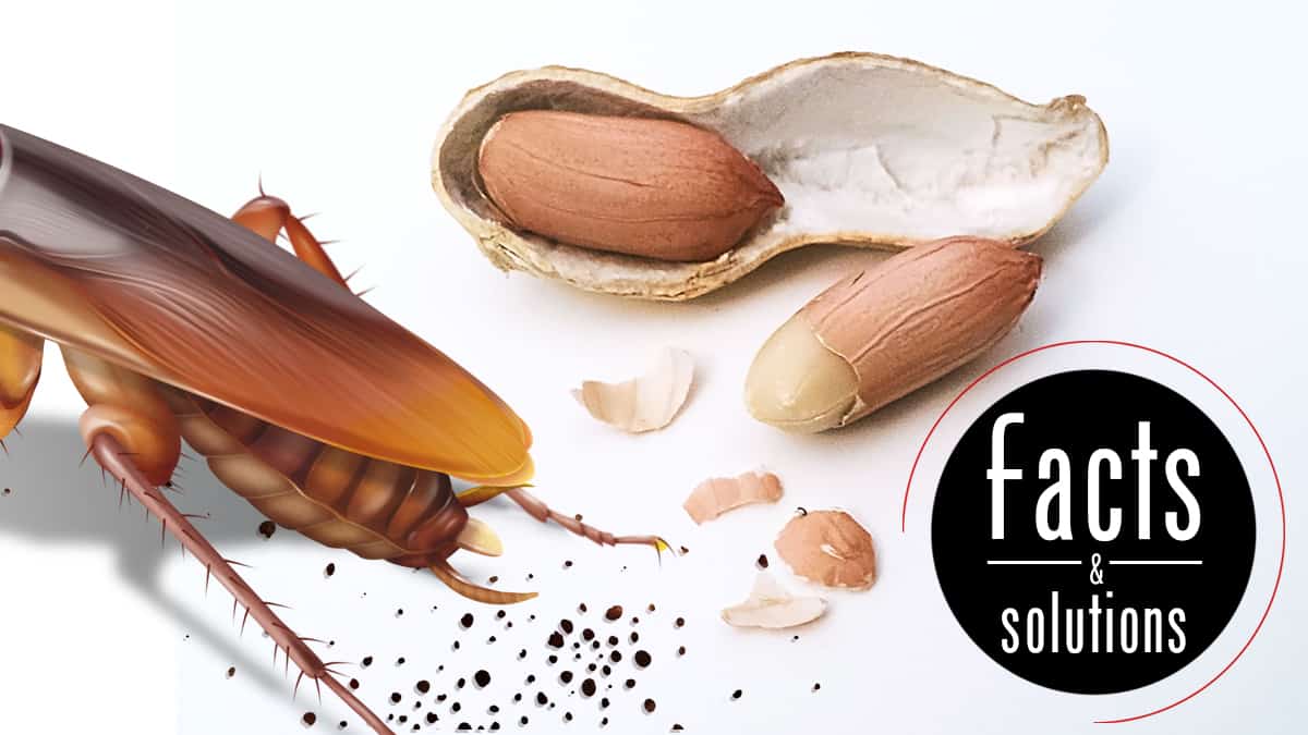 Traces excrement cafards murs placards