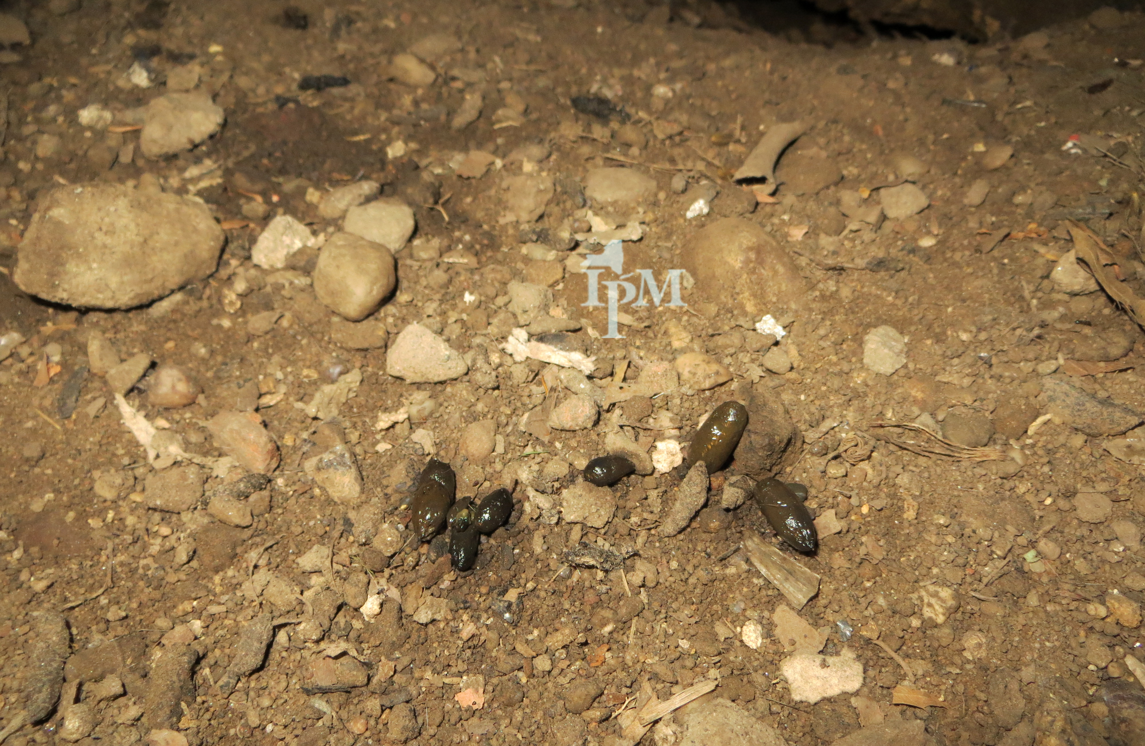 Rongeurs dans reserves commerce