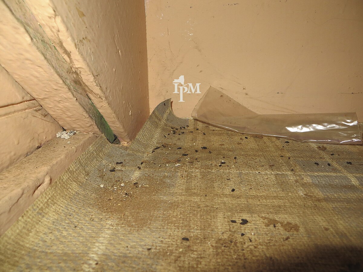 Crottes de souris - signe d'infestation