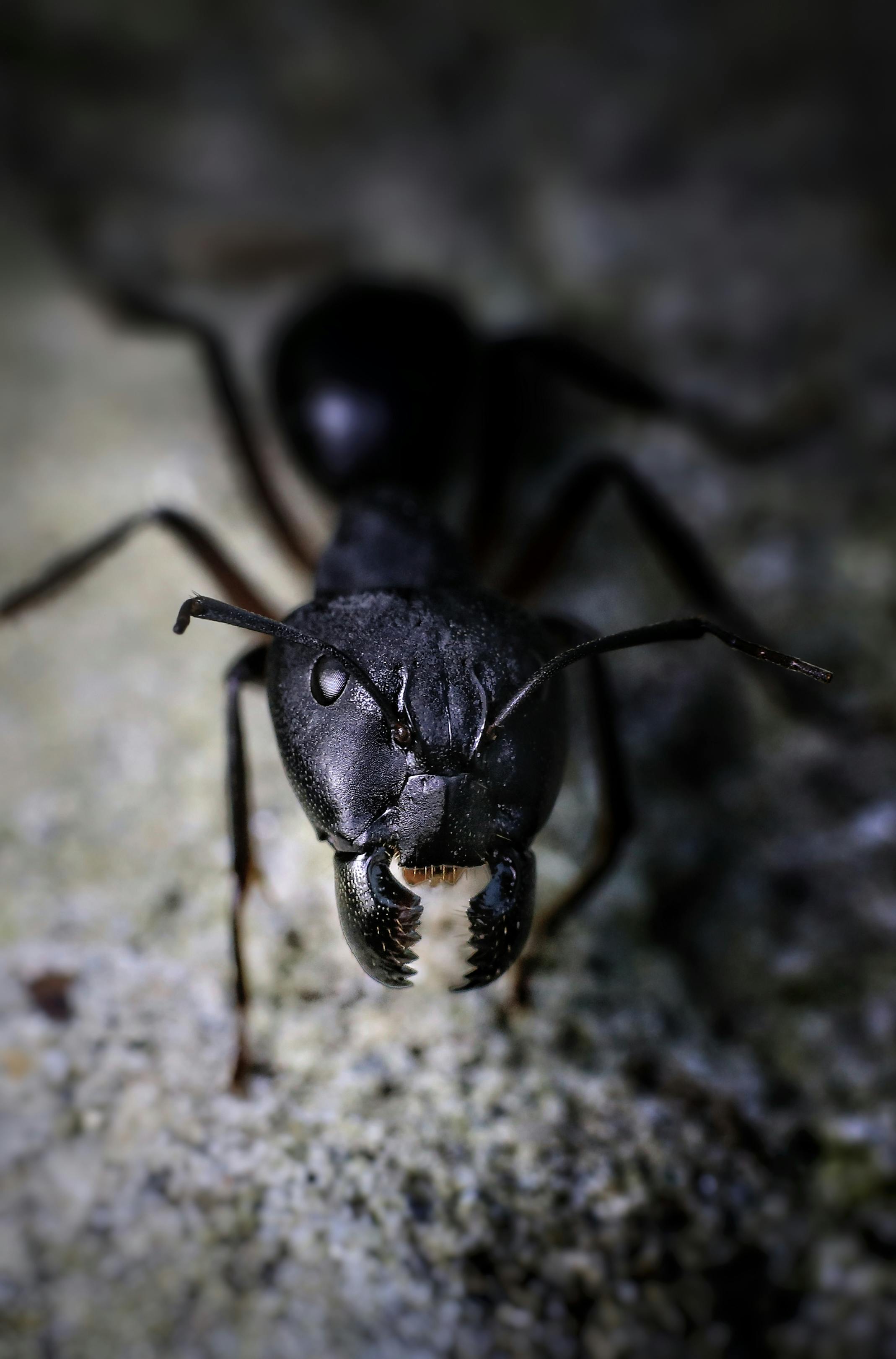 Fourmi charpentière - traitement professionnel NOXIA
